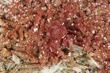 Ruby Red Vanadinite Crystals on White Barite - Morocco #231843-2